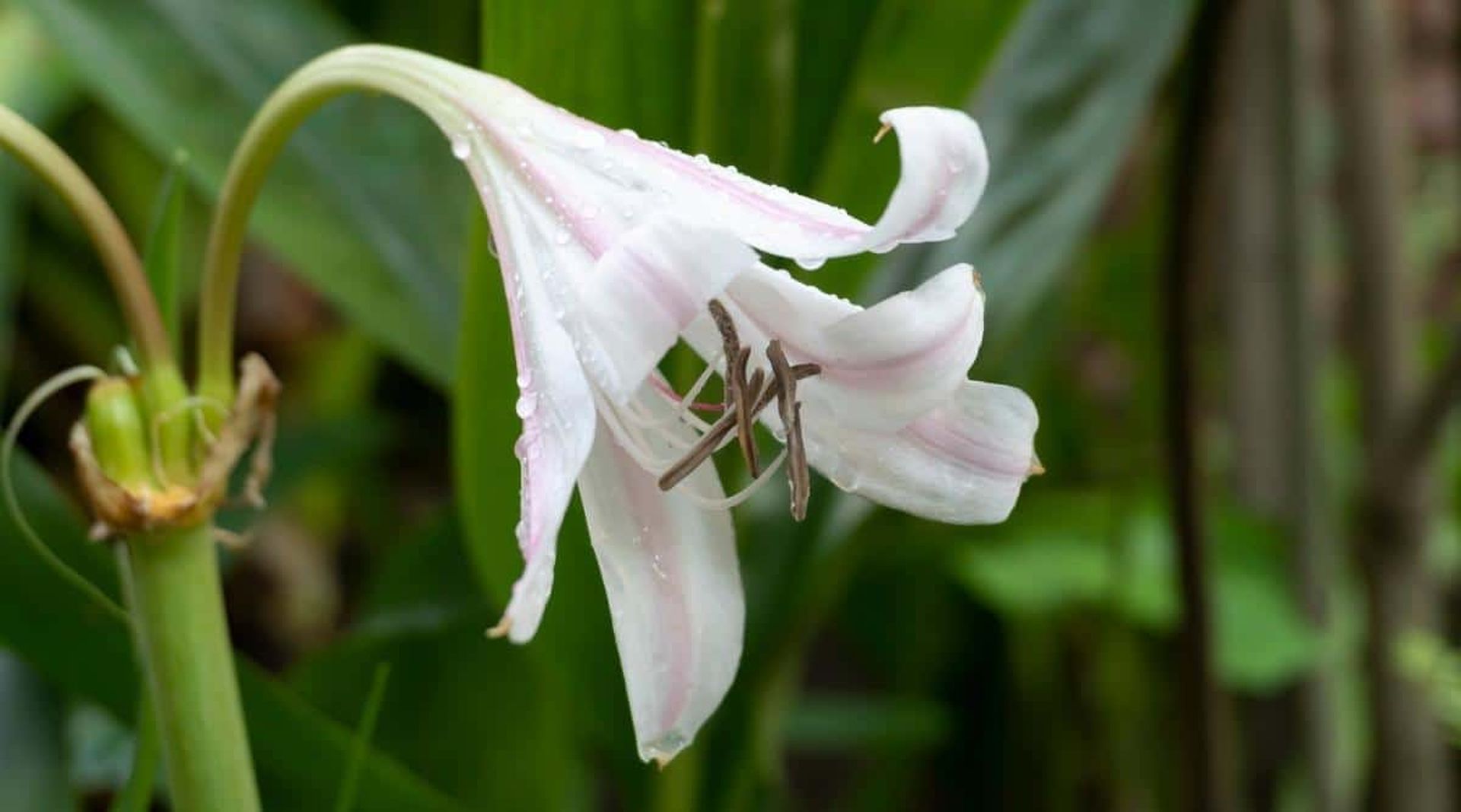 Кринум (Lilium candidum)