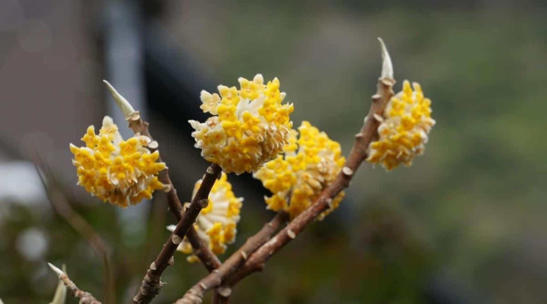 Цветок дерева хурма (Edgeworthia chrysantha)